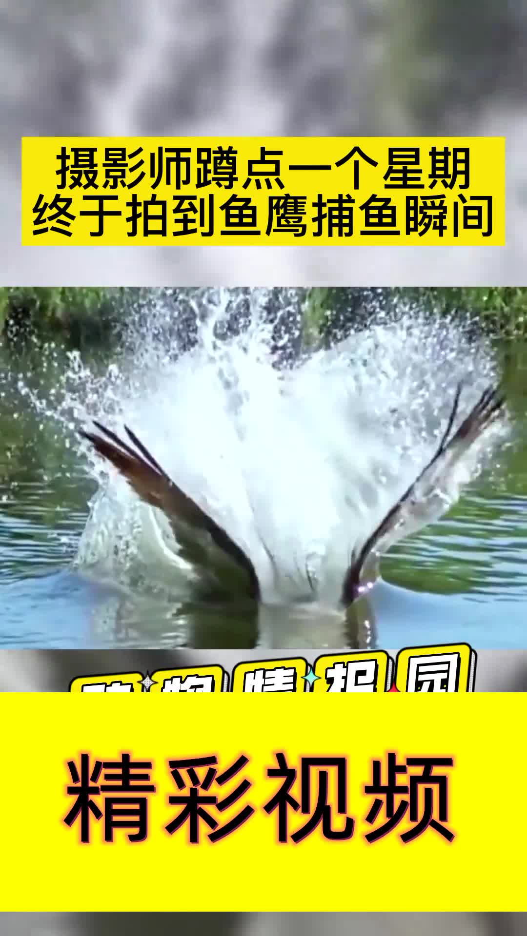 鱼鹰捕鱼也太震撼了