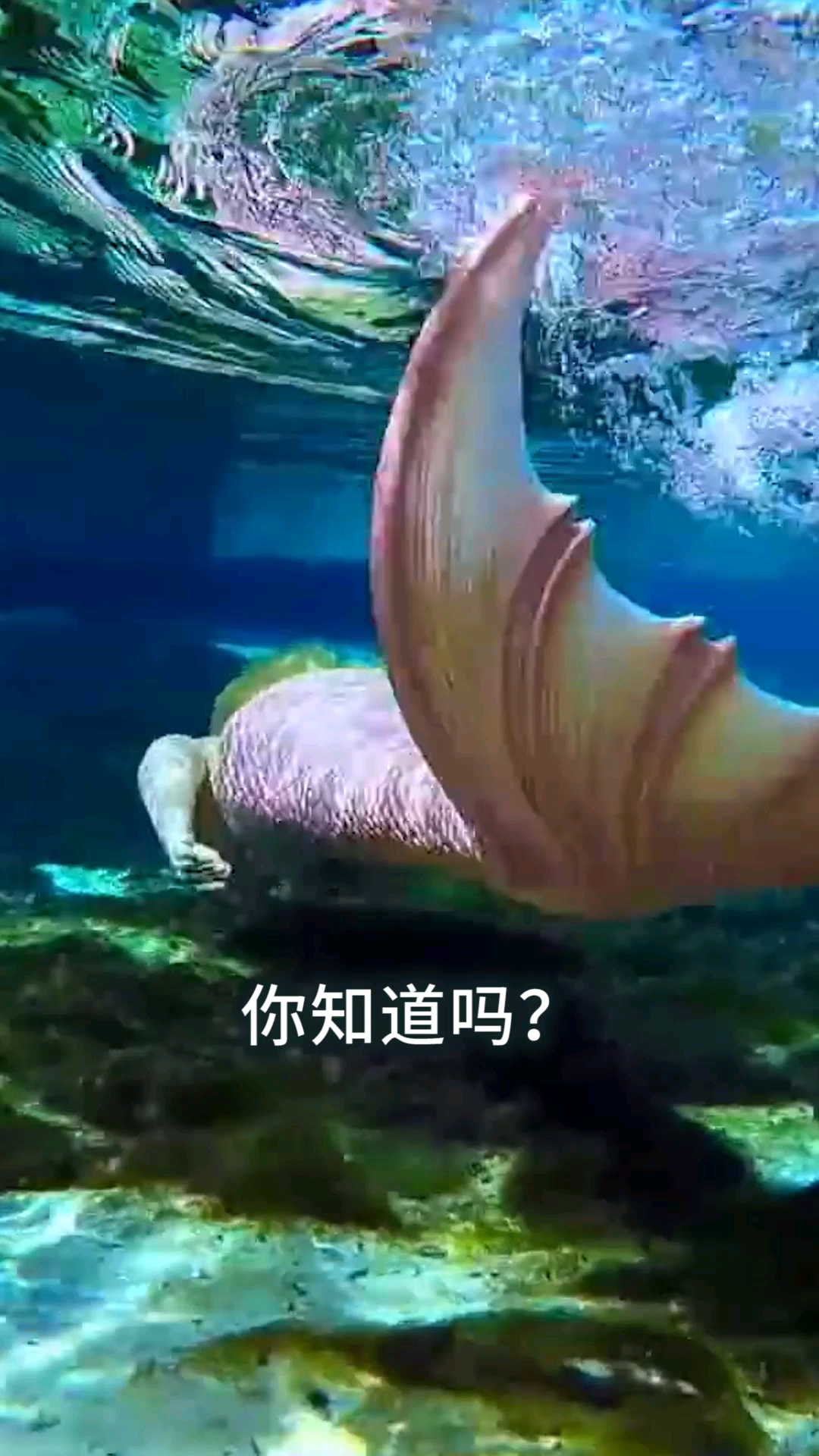 为什么儒艮会被称为“美人鱼”?