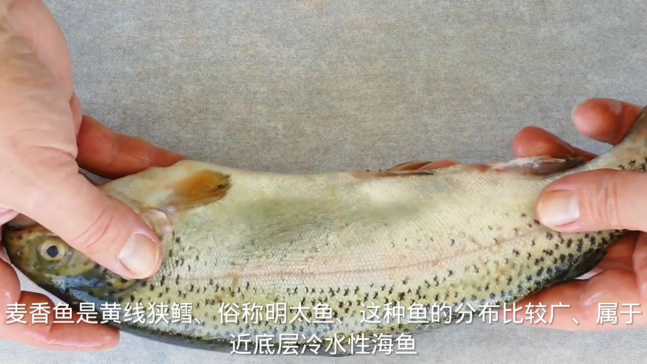 麦香鱼是什么鱼?