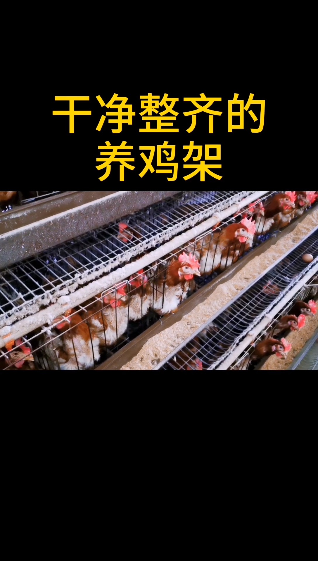 干净整齐的养鸡架