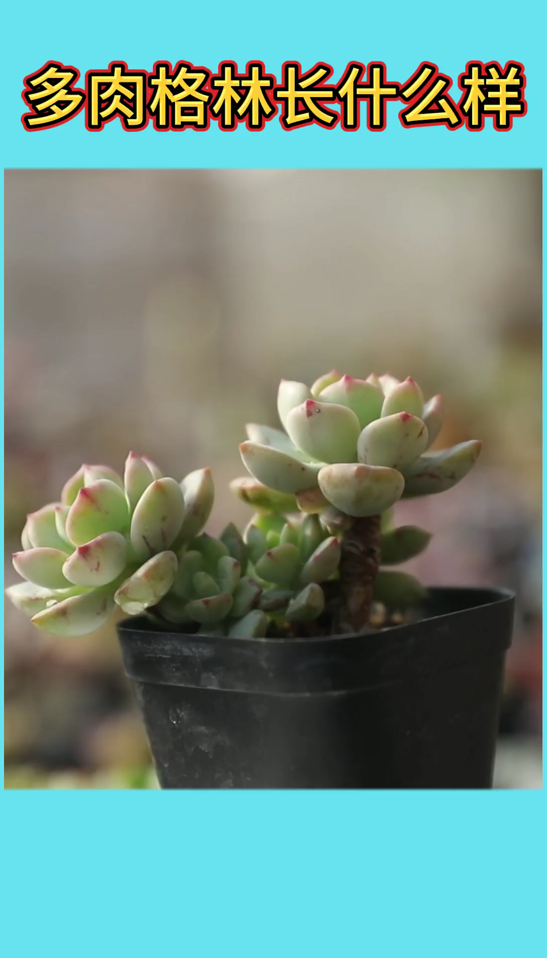 多肉植物格林长什么样?