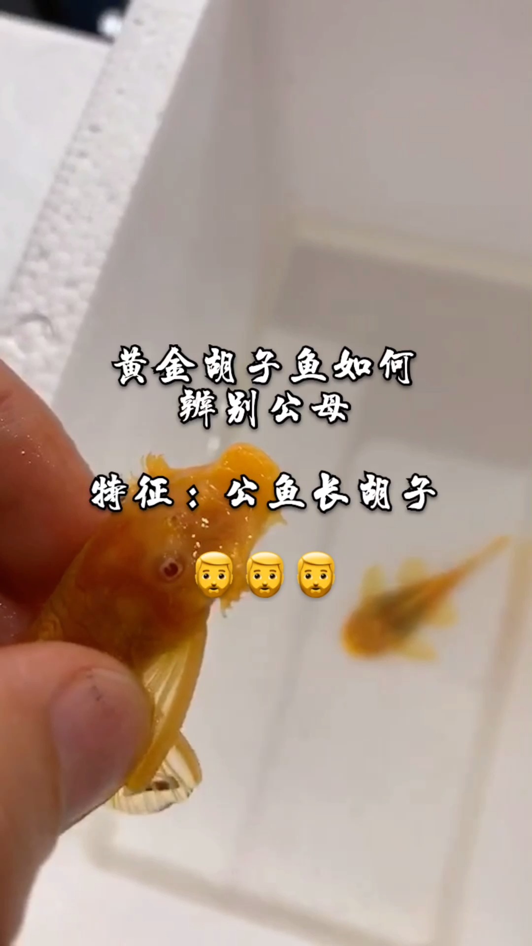 #胡子鱼#黄金胡子鱼如何辩别公母