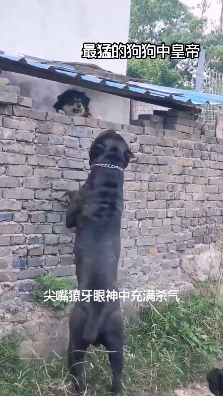 #卡斯罗#卡斯罗犬