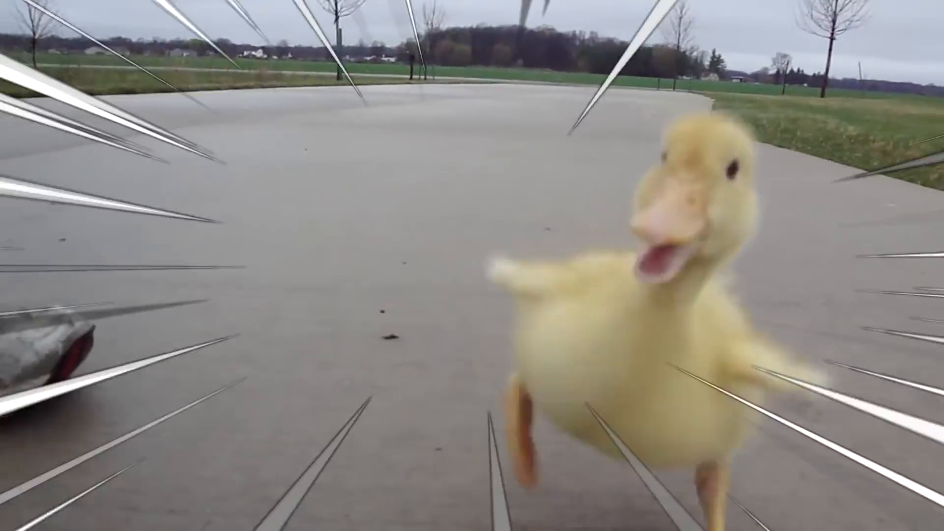 小鸭冲冲冲!奔跑吧小鸭子!原来鸭子也可以当宠物