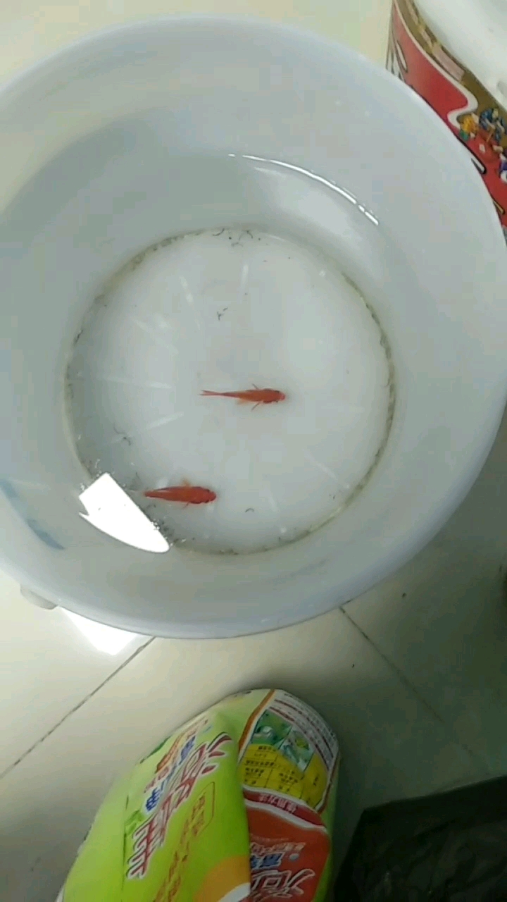 小鱼,