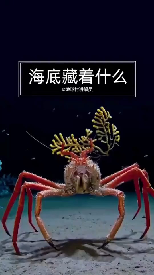 秒看清海底世界,原来动画片不是骗人的