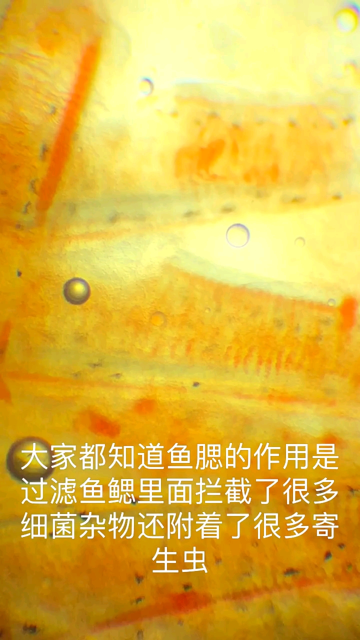 大家都知道鱼腮的作用是过滤鱼鳃里面拦截了很多细菌杂物还附着了很多寄生虫