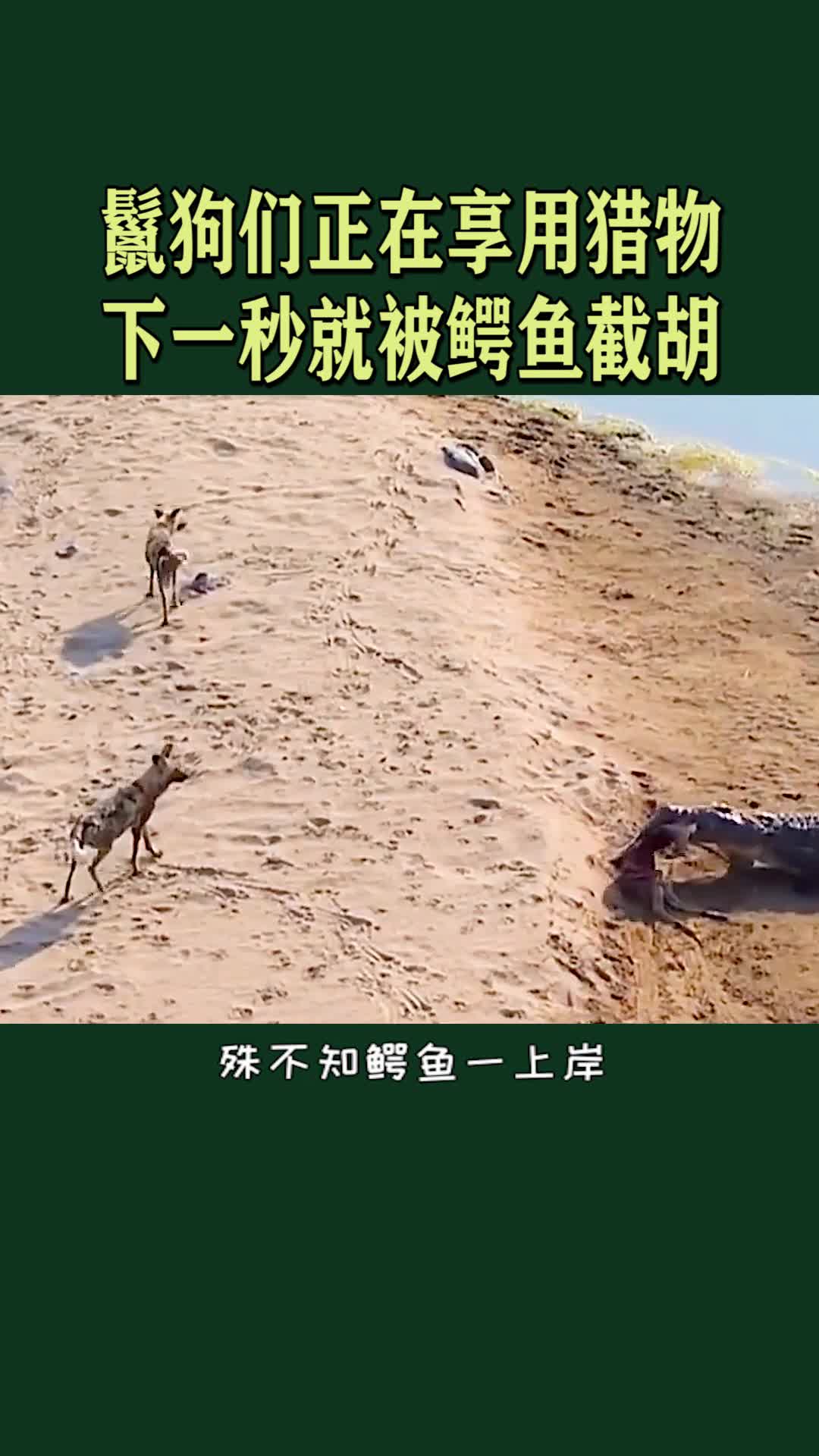 鬣狗们正在享用美食,下一秒就被鳄鱼给截胡了!