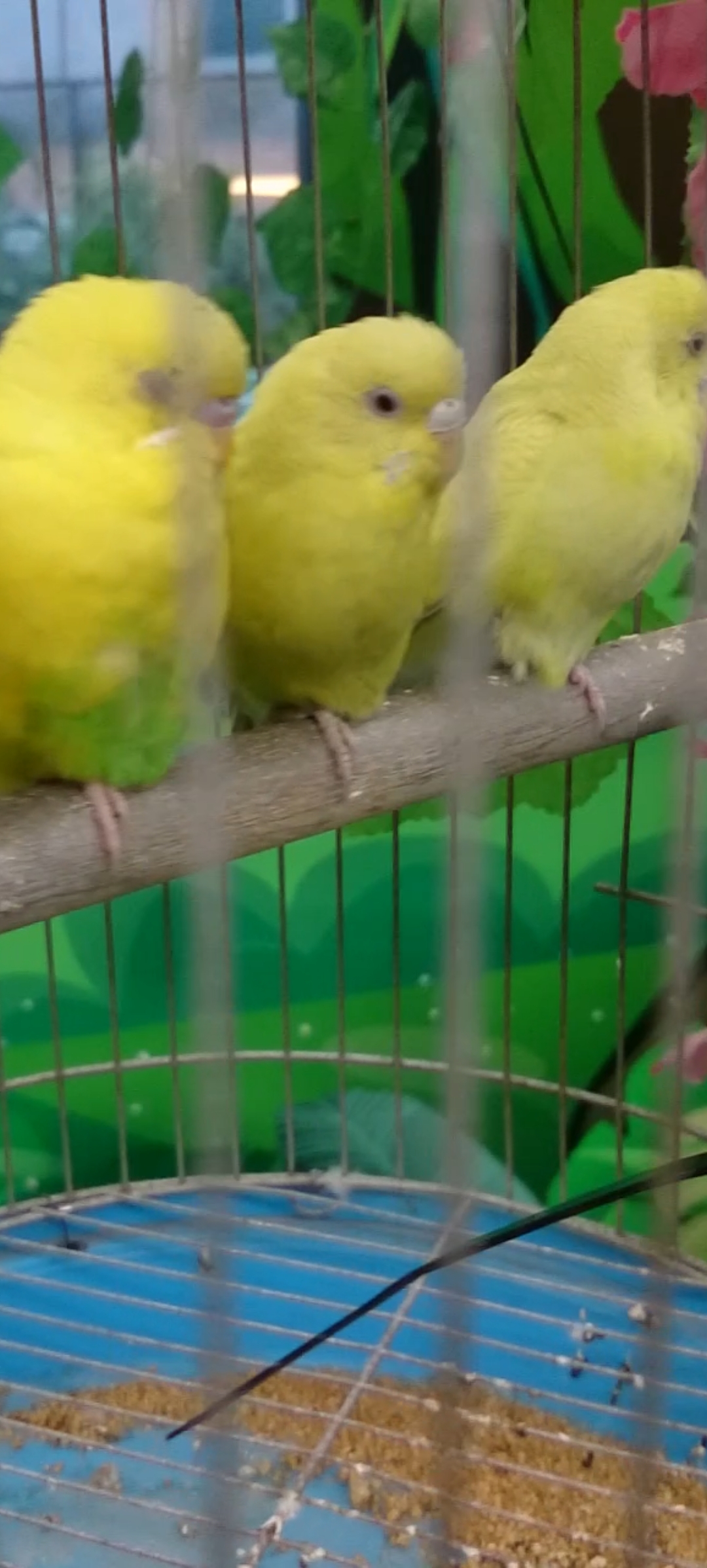 #音为有你#百鸟朝凤…虎皮鹦鹉