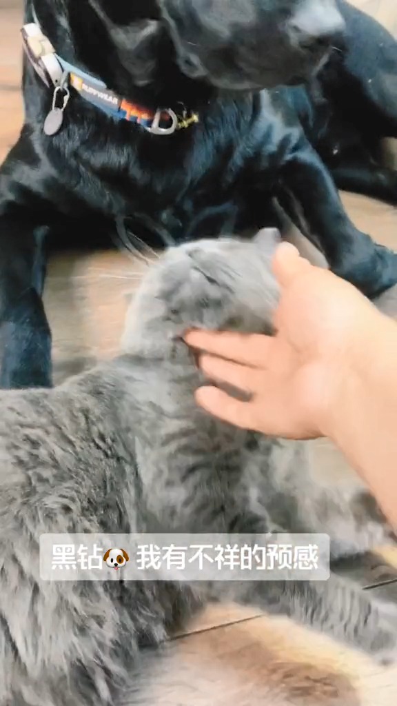 宠喵星人 撸猫 狗子 狗狗故事 拉布拉多 猫狗双全 发生了什么