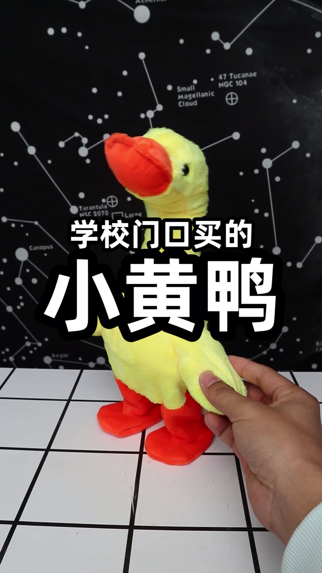 #鸭子#被命运扼住了喉咙的鸭子