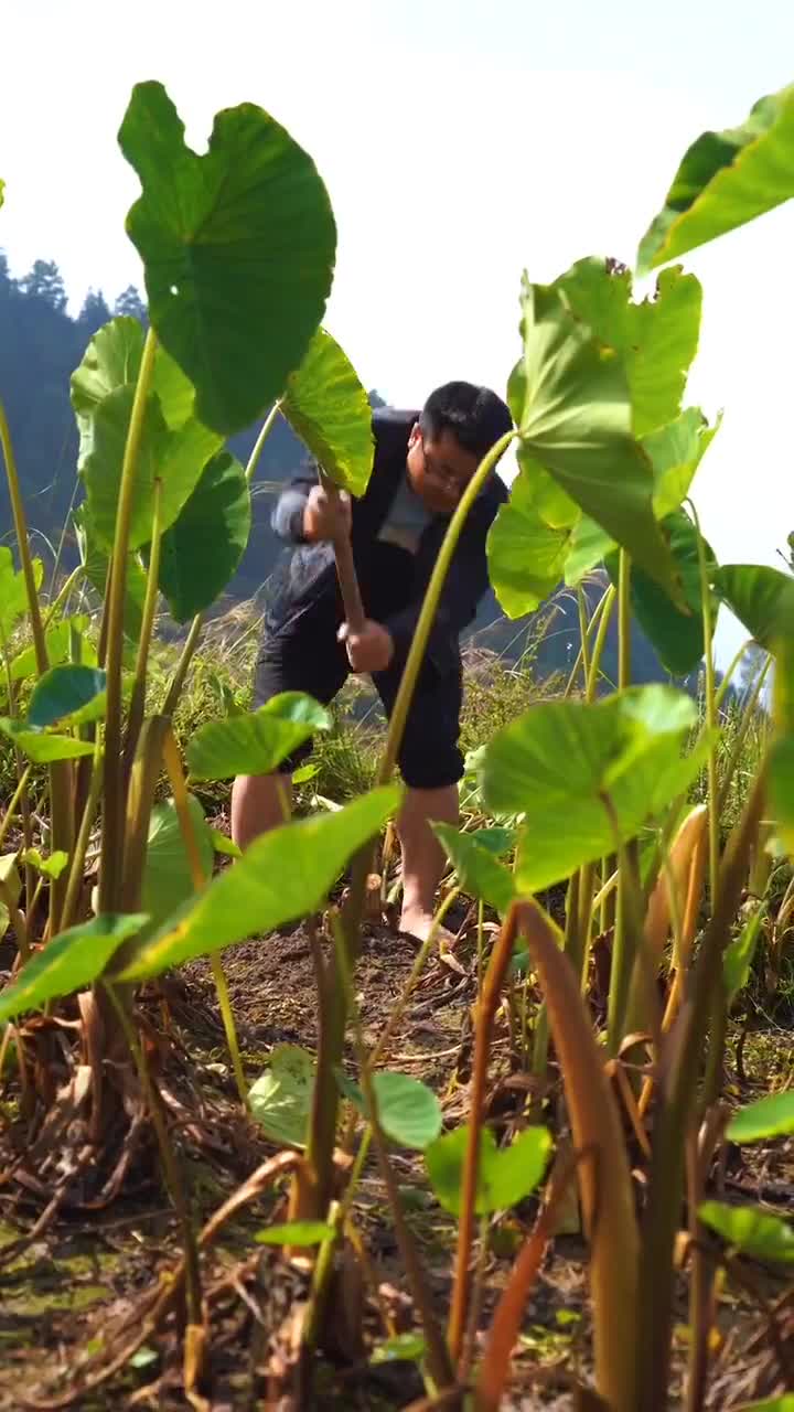 爷爷种的芋头熟了,买了点牛肉回去炖芋头味道可香啦,你们喜欢吃吗