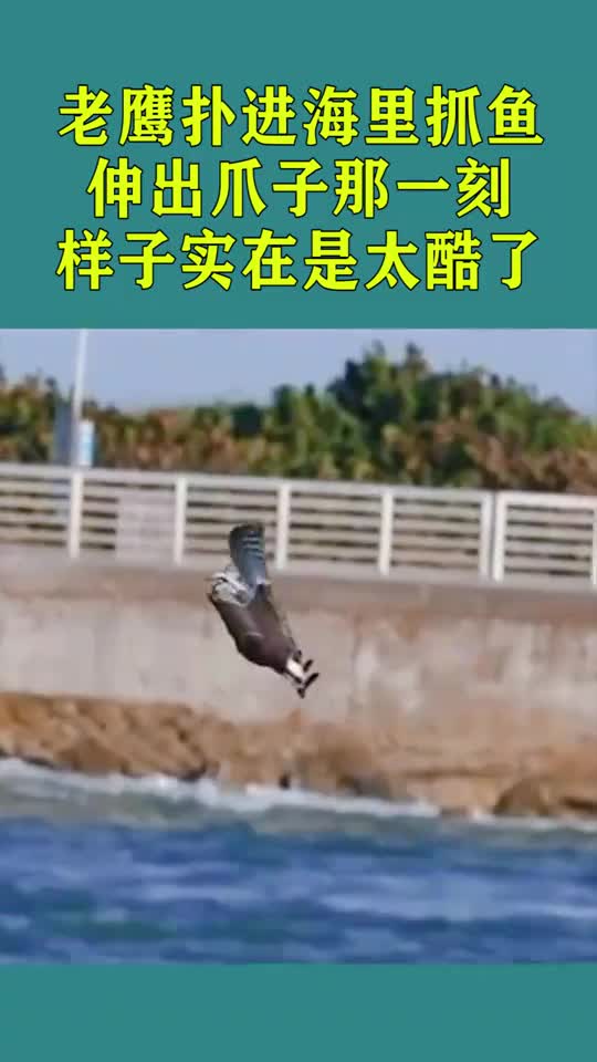 老鹰扑进海里抓鱼,伸出爪子的那一刻,样子实在是太酷了!