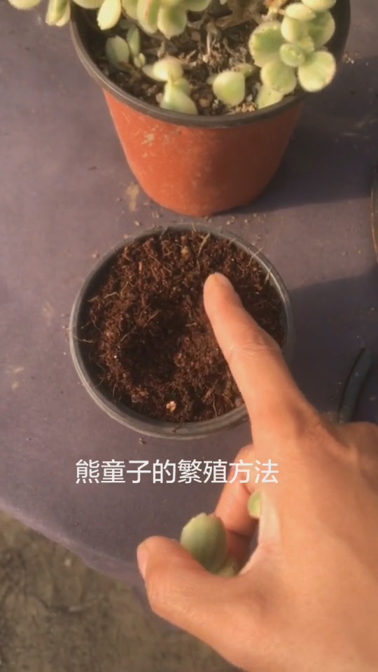 评论区抽8楼18楼88楼送一盆多肉,私信收货地址