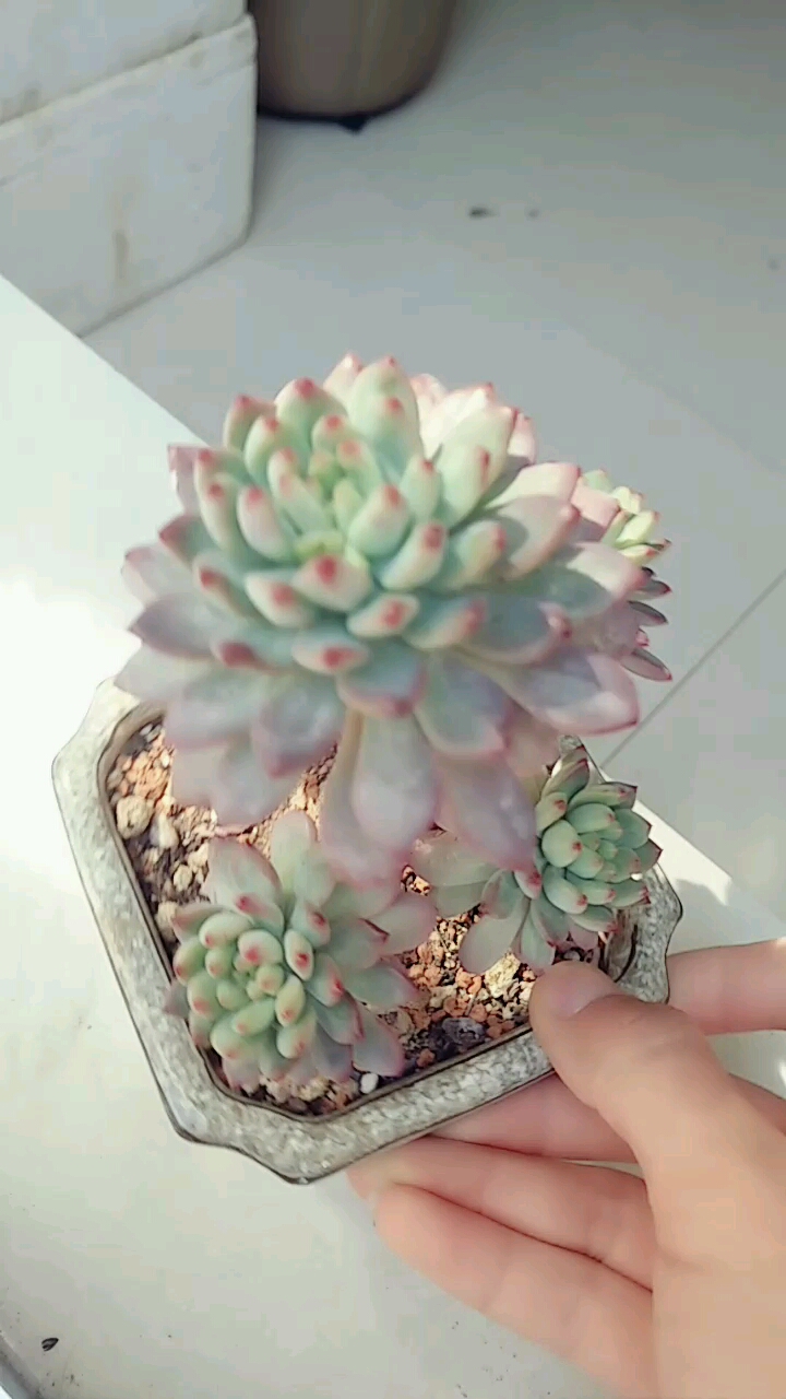 #郊游踏青#多肉青苹果,喜欢的朋友点个赞让我看到你