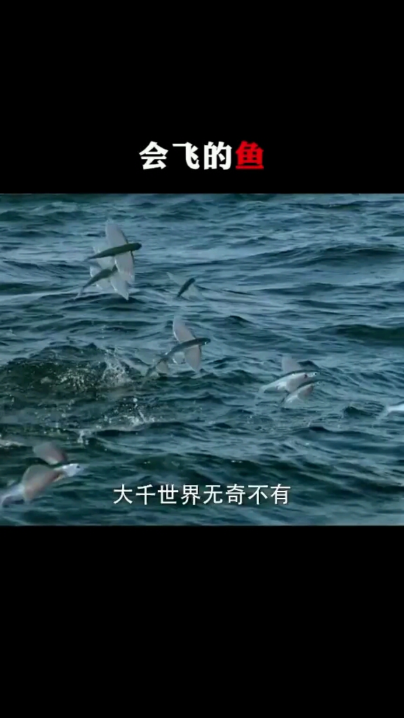 可以在海中游还可以在天上飞的鱼儿