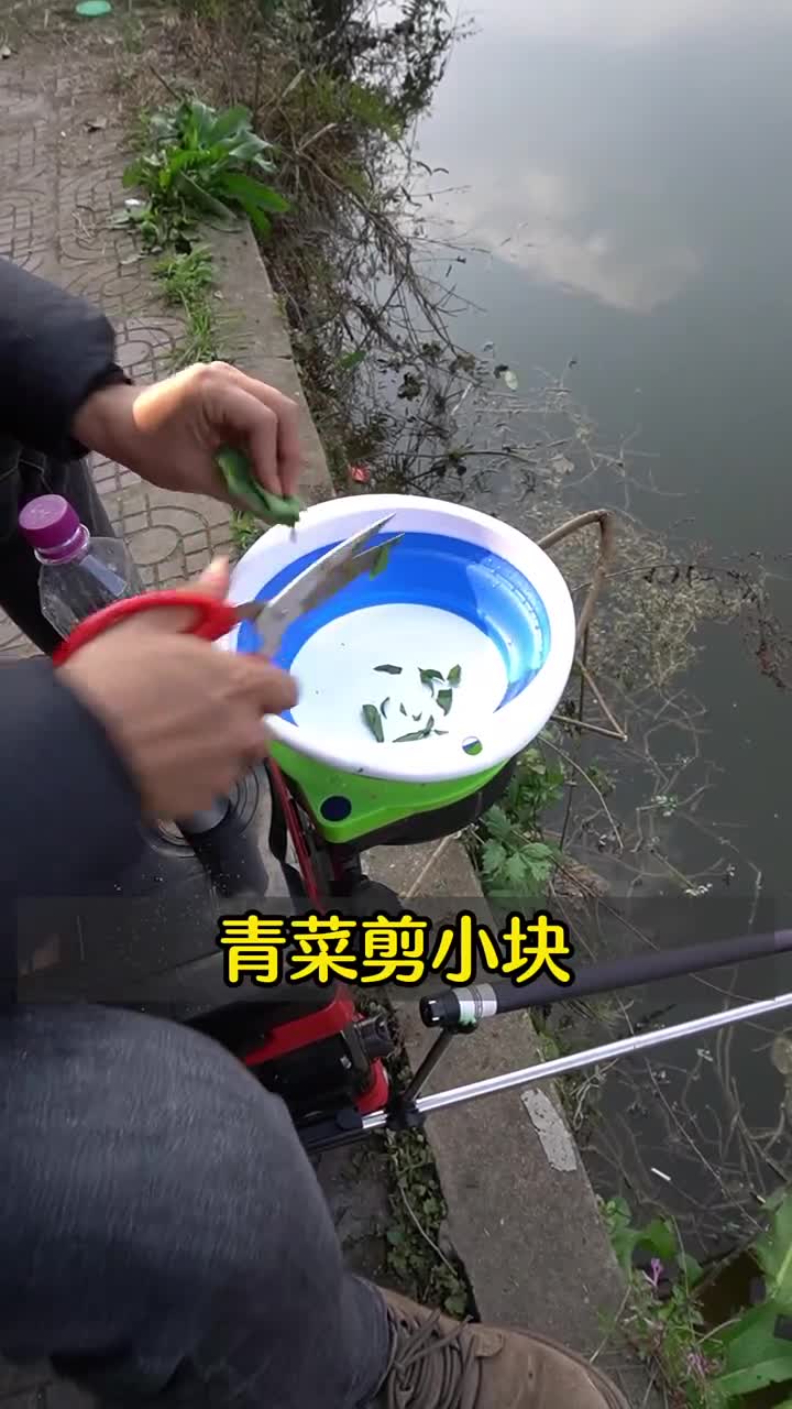 青菜挂饵,也能钓到双尾大板鲫!!!