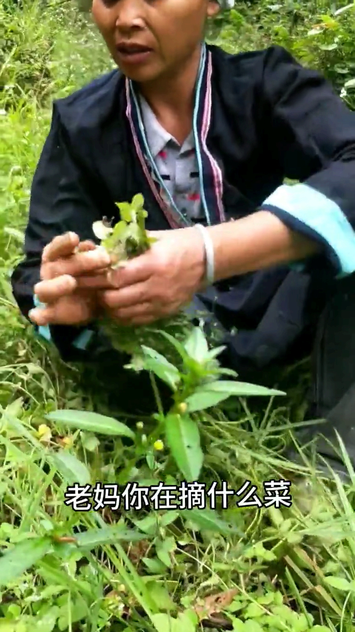 老妈天天捣鼓野菜