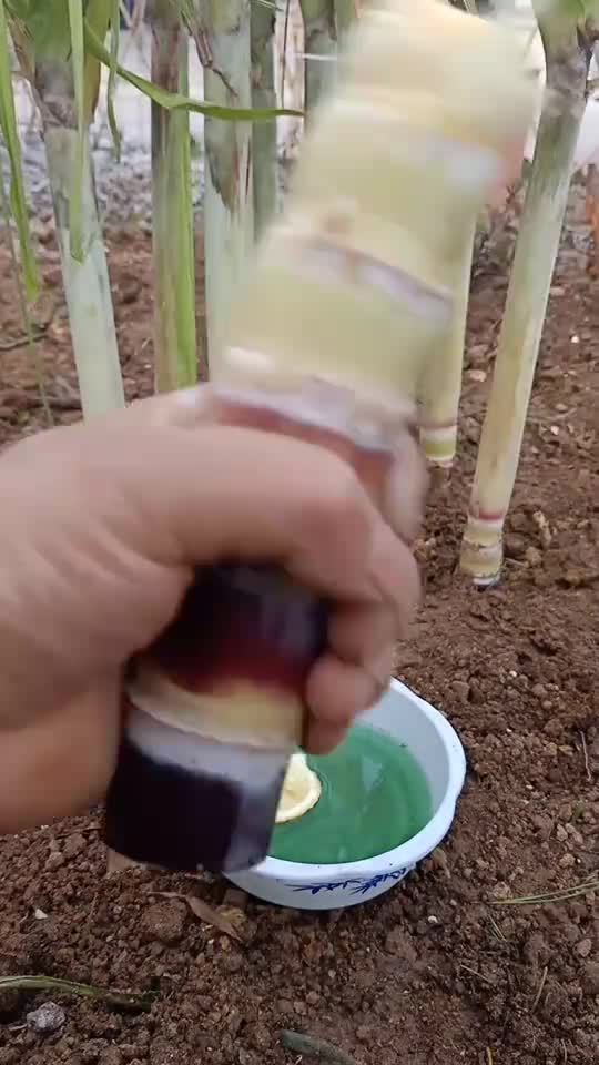 甘蔗种植技术,会的不多
