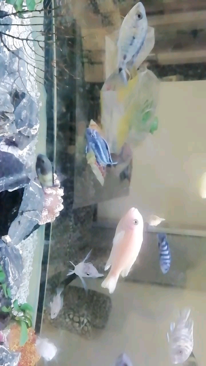 #带上全民去旅行#飞鱼