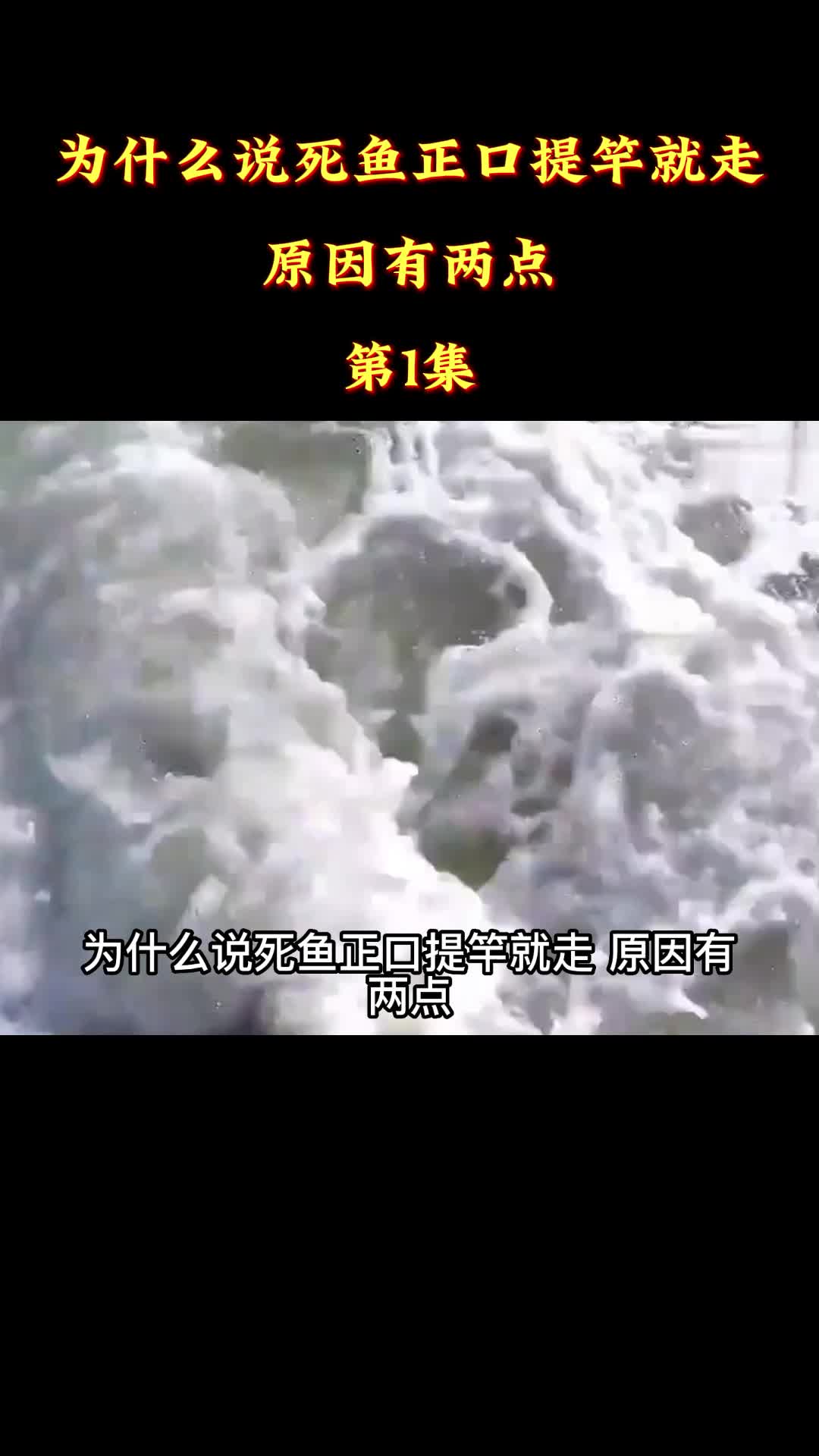 为什么说死鱼正口提竿就走?原因有两点,第一集