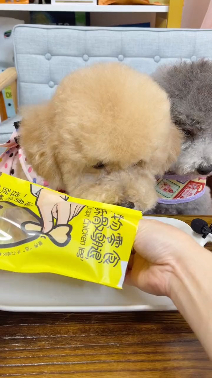 #宠物最可爱的样子#零食时间,好吃的酥骨鸡腿,两宝贝馋的眼睛都快长盘子里了~~