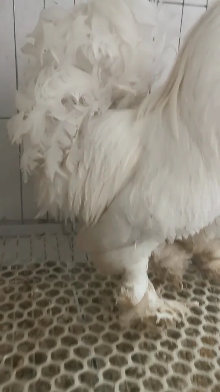 白绣球