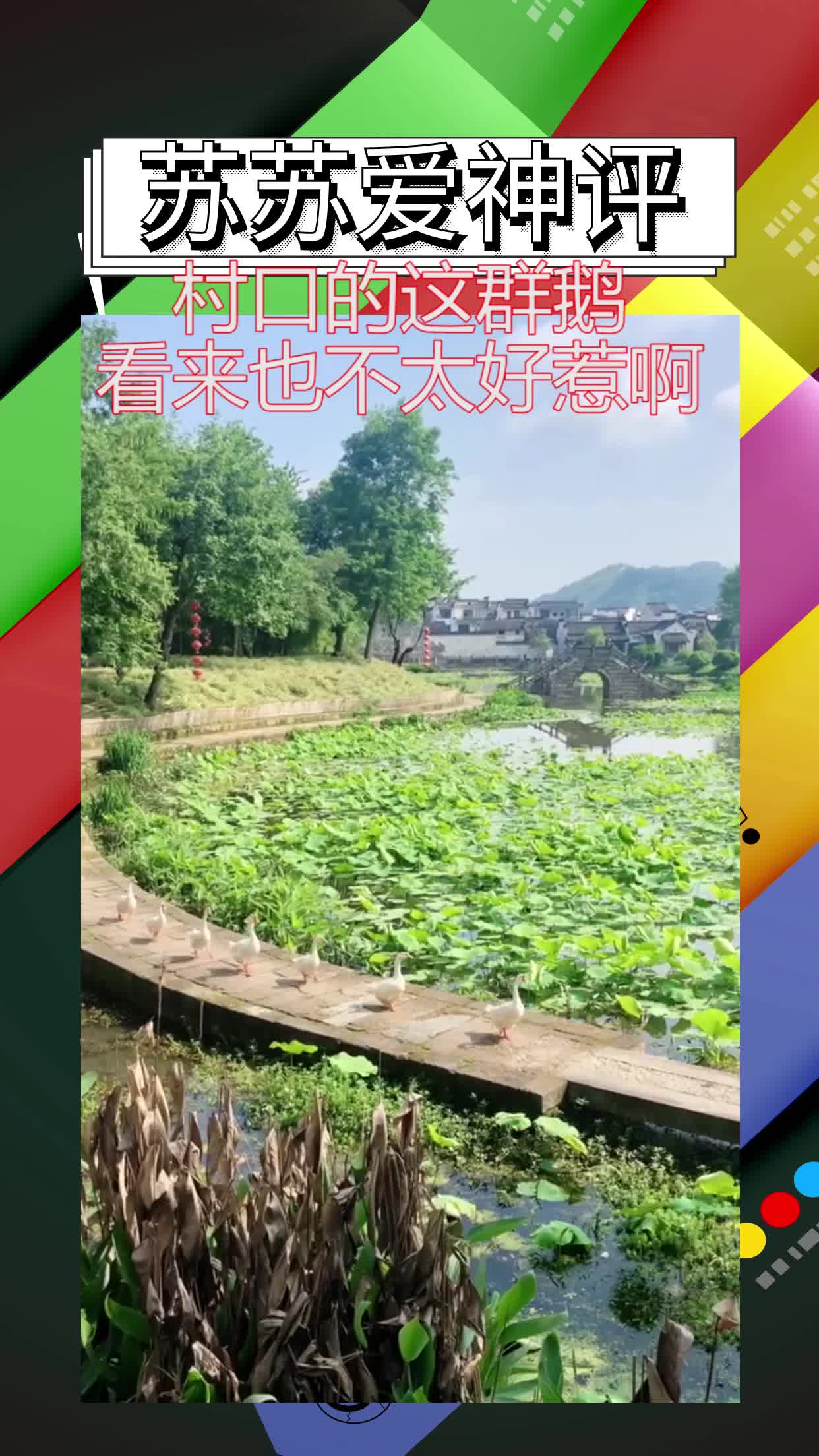 #全民爱神评#千年八卦村不仅是个迷宫,村口的这群鹅看来也不太好惹啊,湖里的野水鸭看着这队伍
