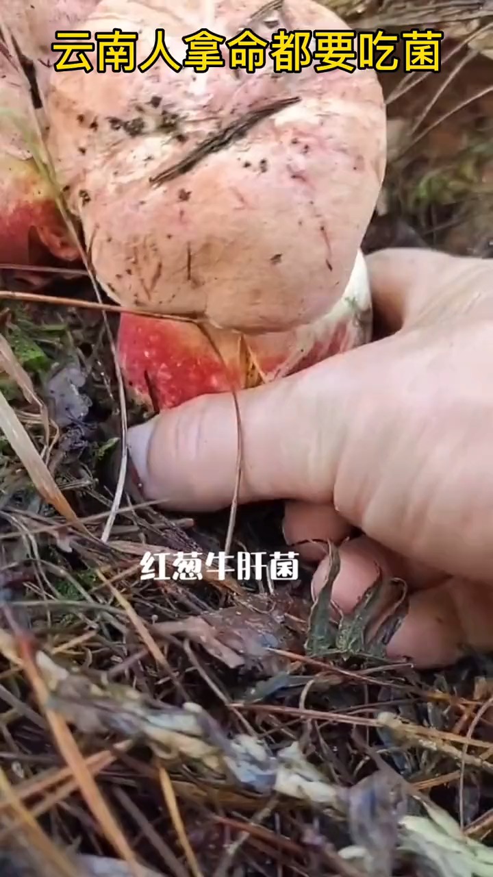 #轻知计划#又到野生菌上市的季节了,你们知道些什么品种的菌子呢?