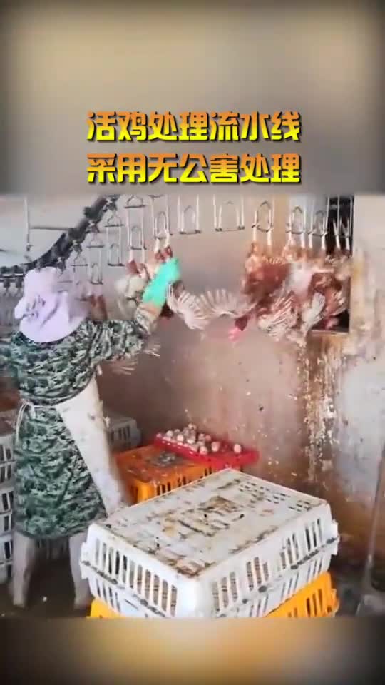 奇闻趣事抢先看活鸡处理流水线,采用无公害处理,肉质想不鲜美都难