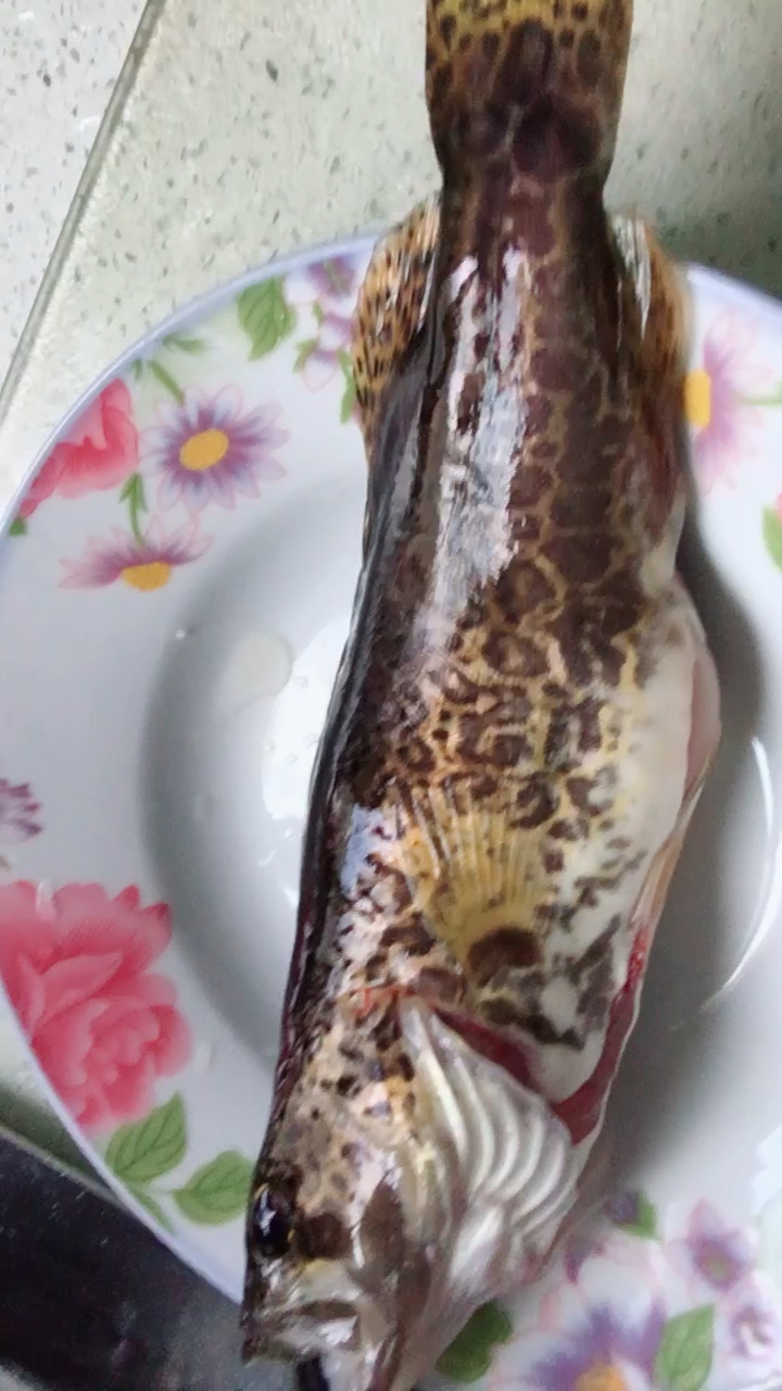 纯正野生长江鳜鱼噢