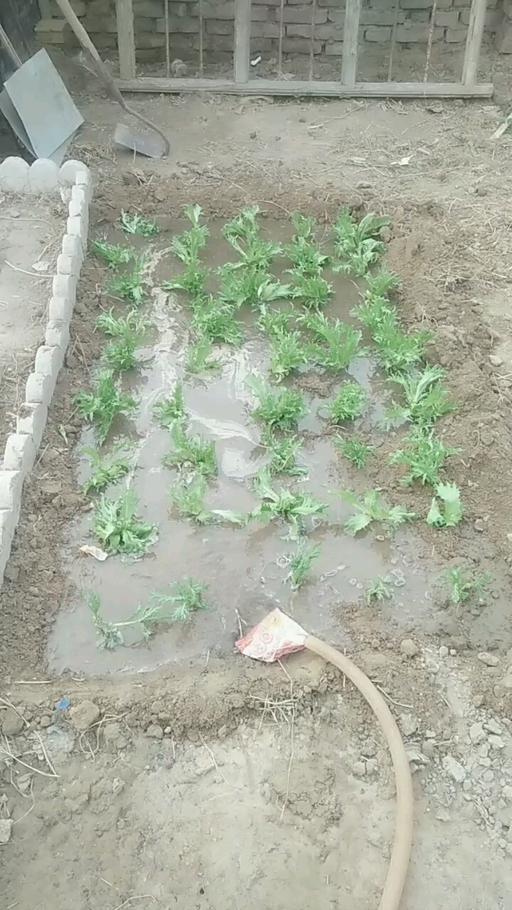 知道什么菜吗