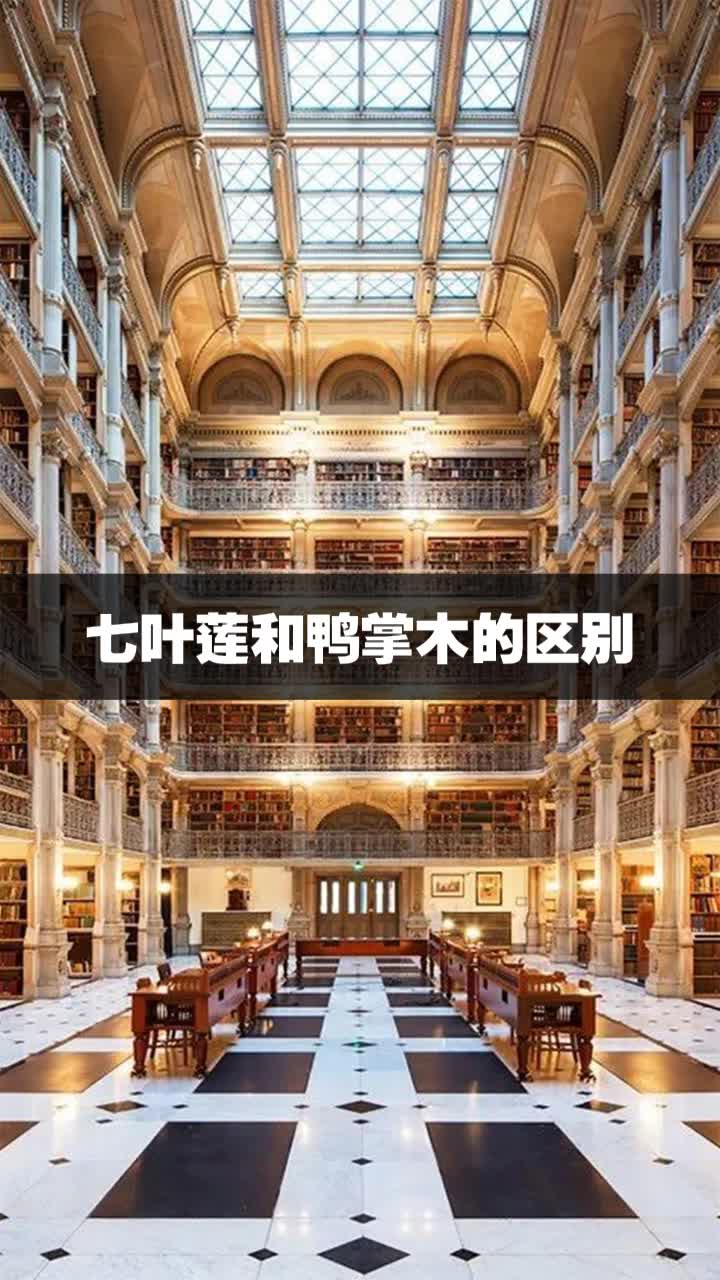 七叶莲和鸭掌木的区别