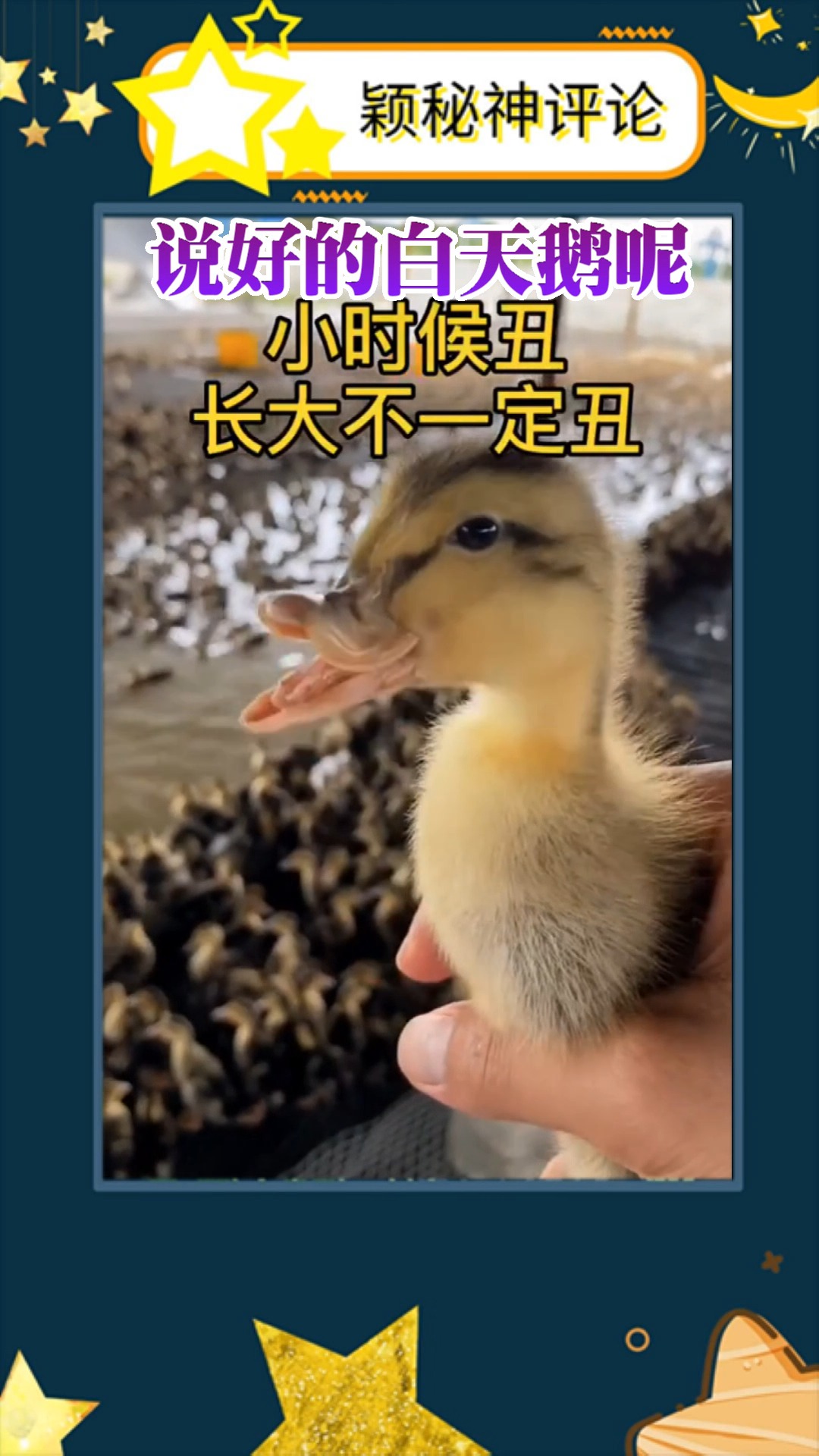 这就是天鹅的故事吧!