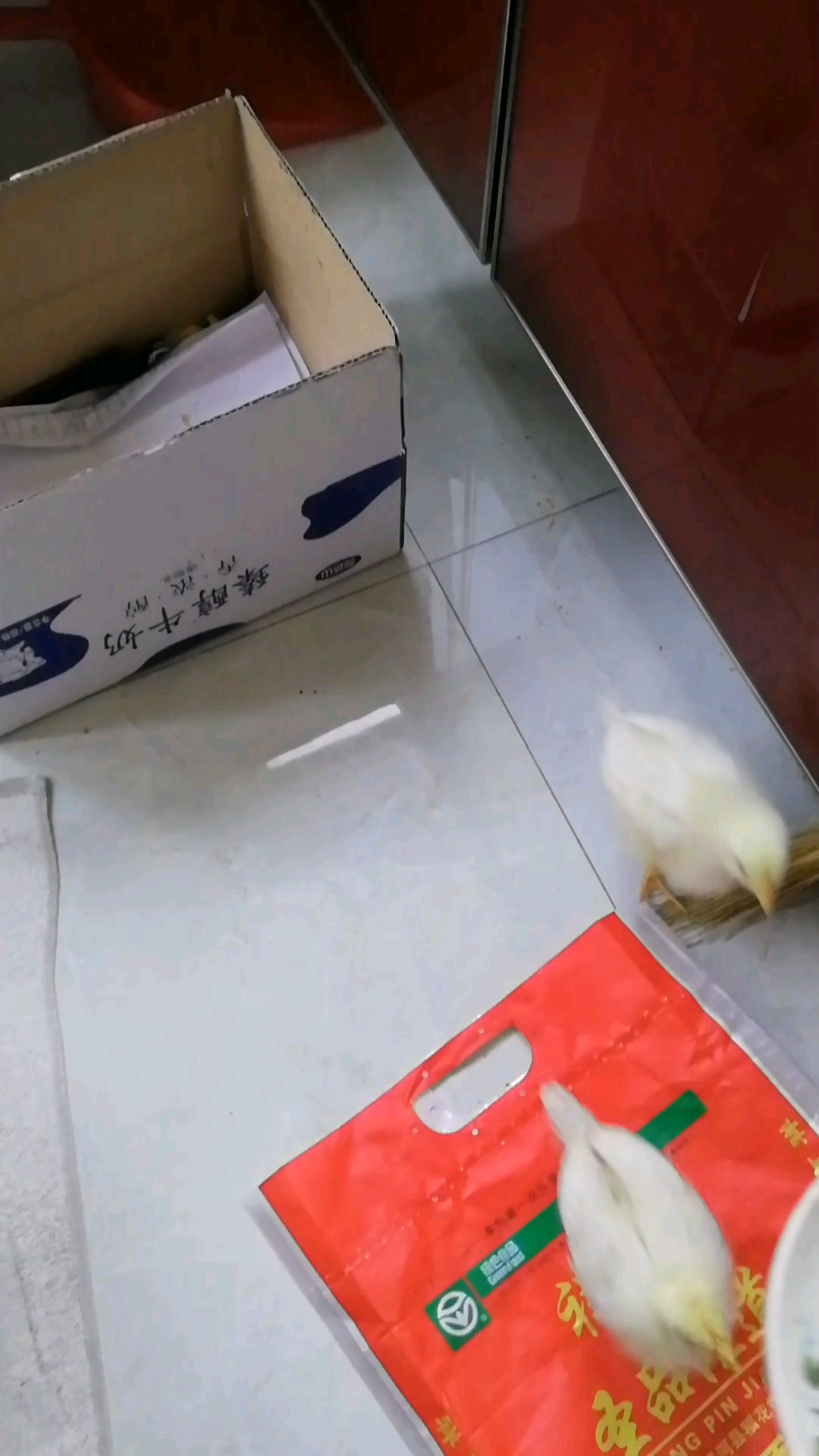 起飞毛孩子