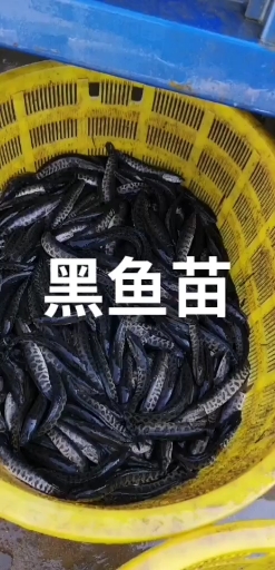 #我要上热门#精品黑鱼苗