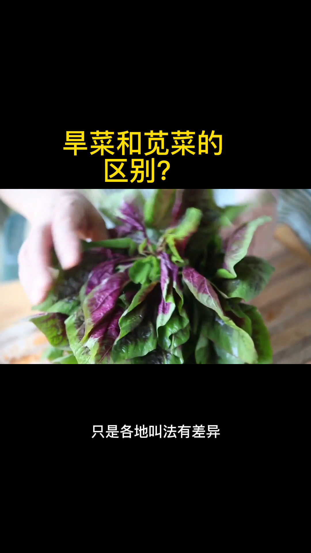 旱菜和苋菜的区别?