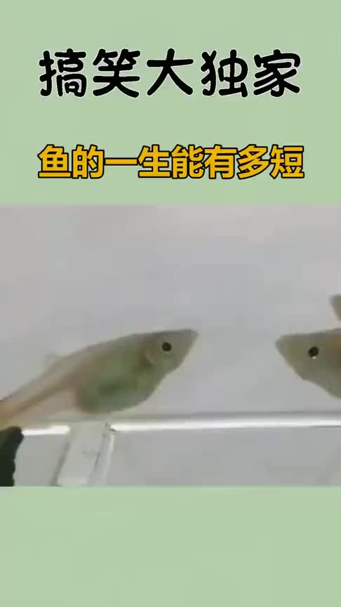 鱼的一生能有多短