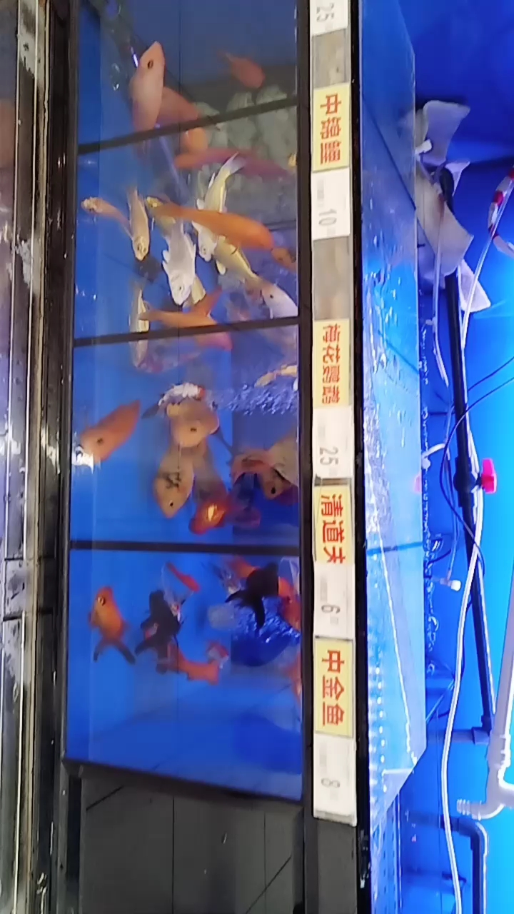 大金鱼