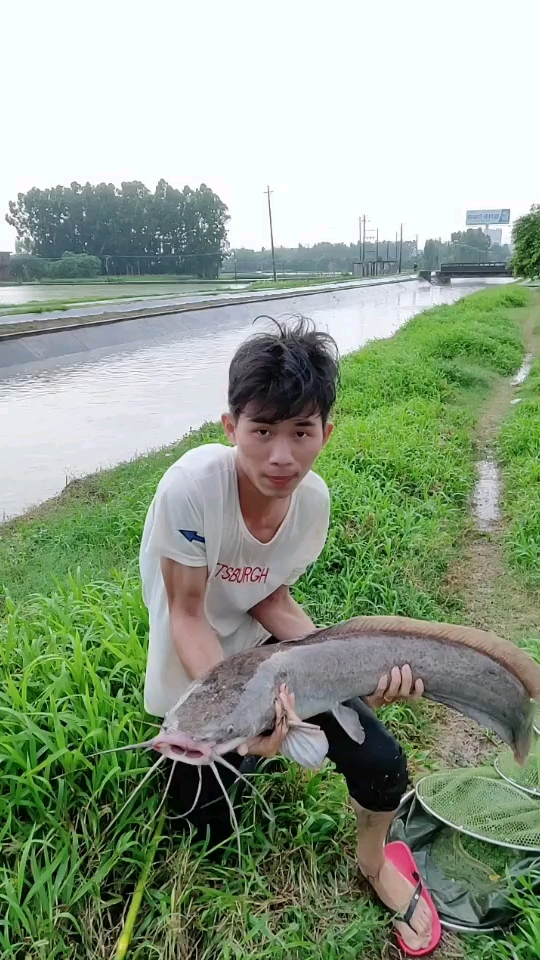 八胡鲶鱼