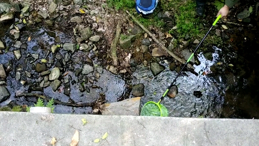 #原生鱼#小水沟里的黑壳虾，乌鸫和乌龟的食物