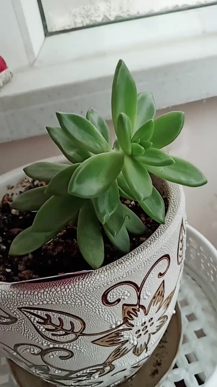 多肉植物开花了