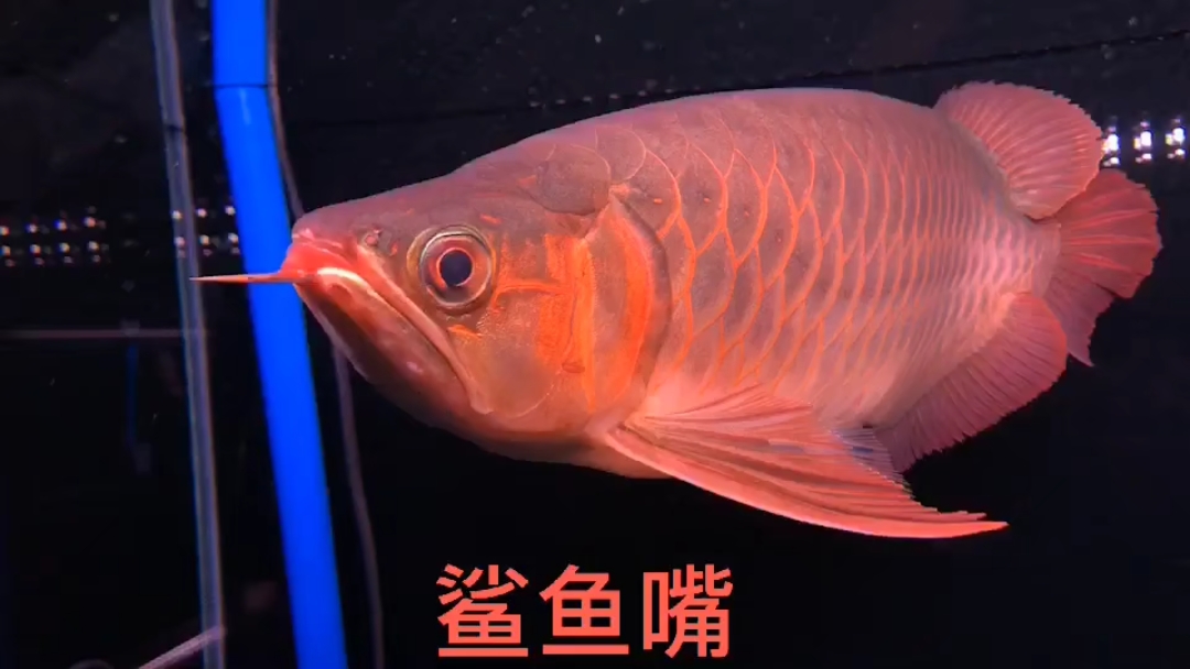 来条鲨鱼嘴,可遇不可求!