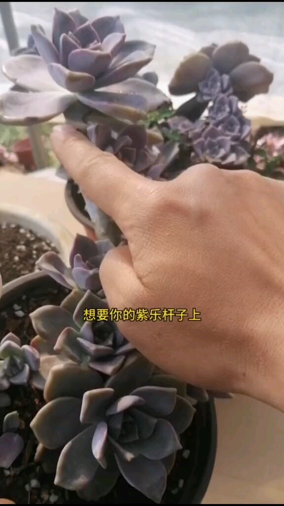 紫乐杆子上怎么爆侧芽仔教你#多肉植物#多肉植物养护#紫乐#上热门#南方多肉植物园