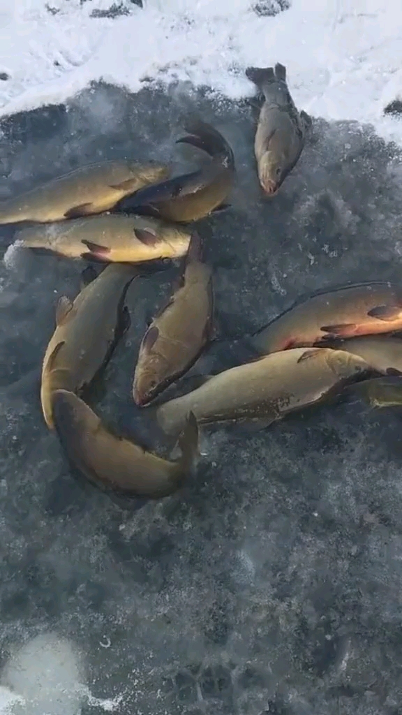 嘎嘎香的大丁桂鱼