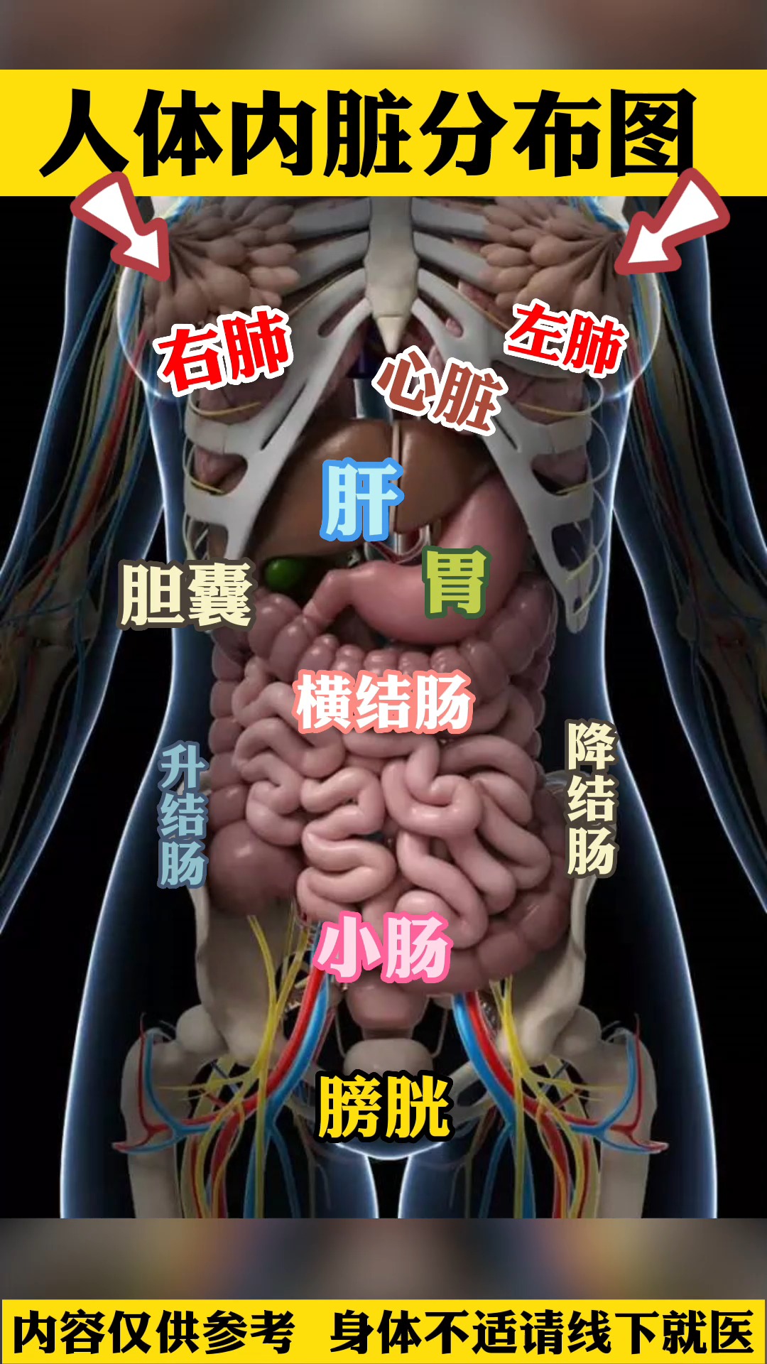 人体内脏结构是如何分布的?带你揭秘