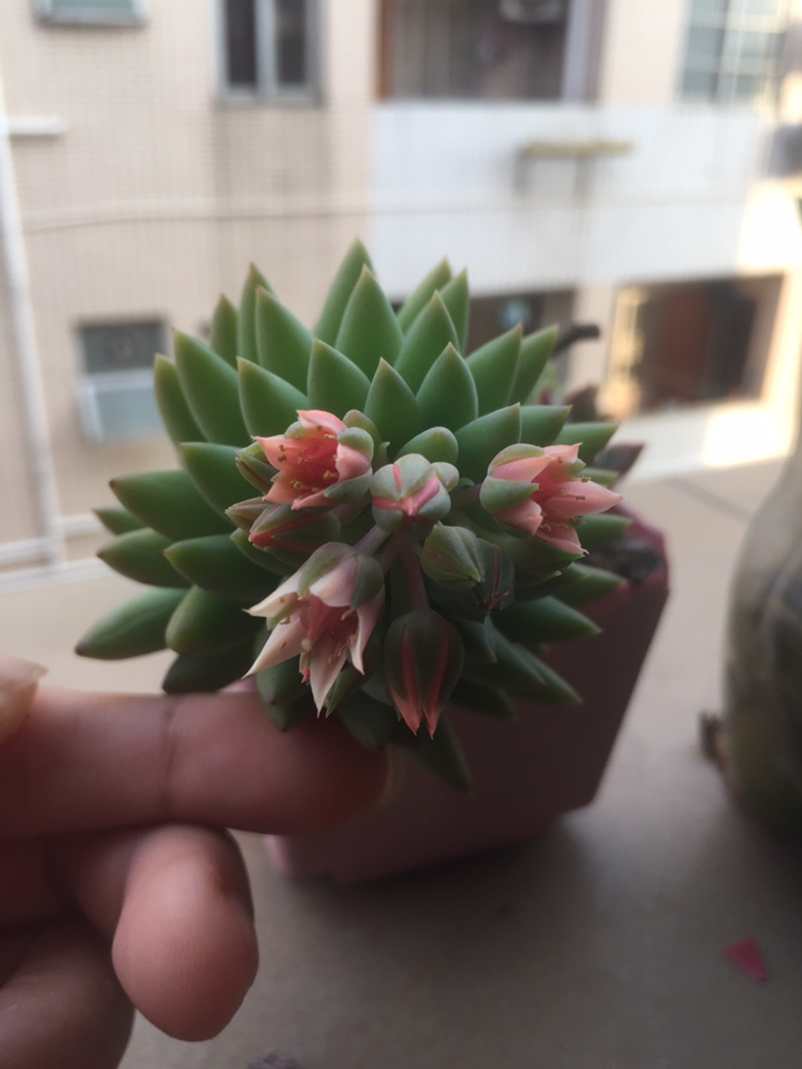 多肉开花了