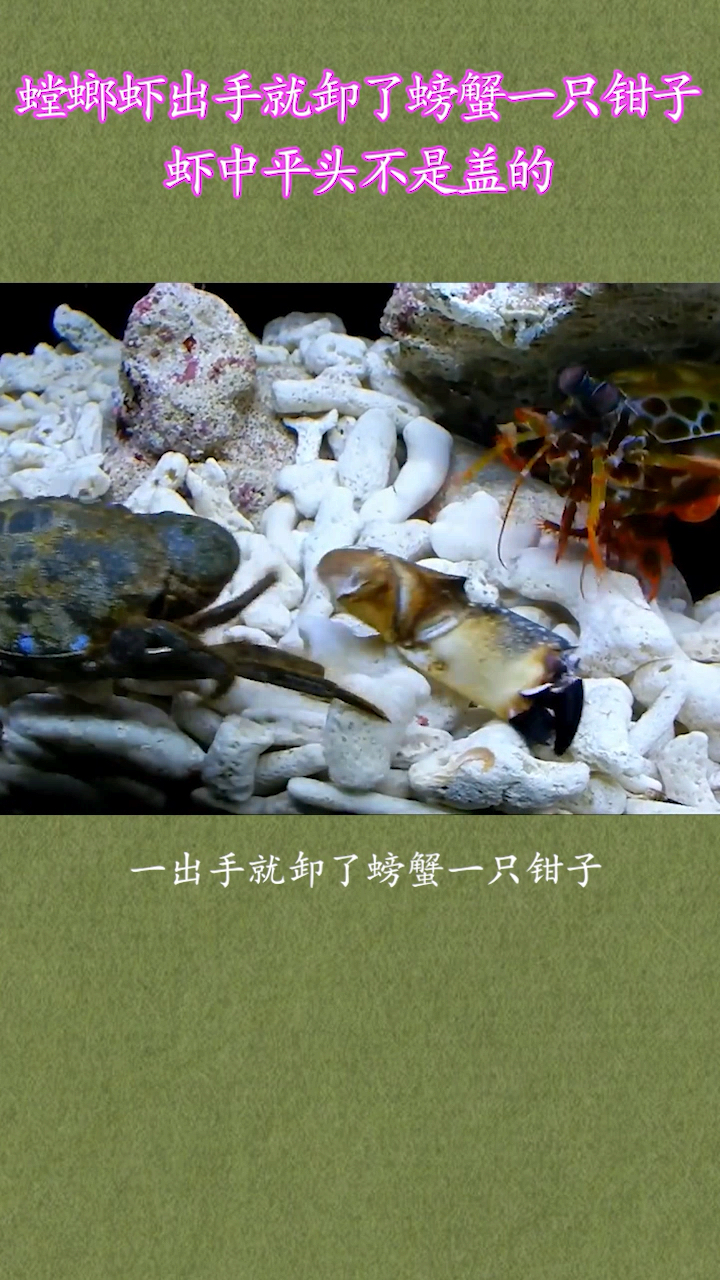 螳螂虾出手就卸了螃蟹一只钳子,虾中平头不是盖的。