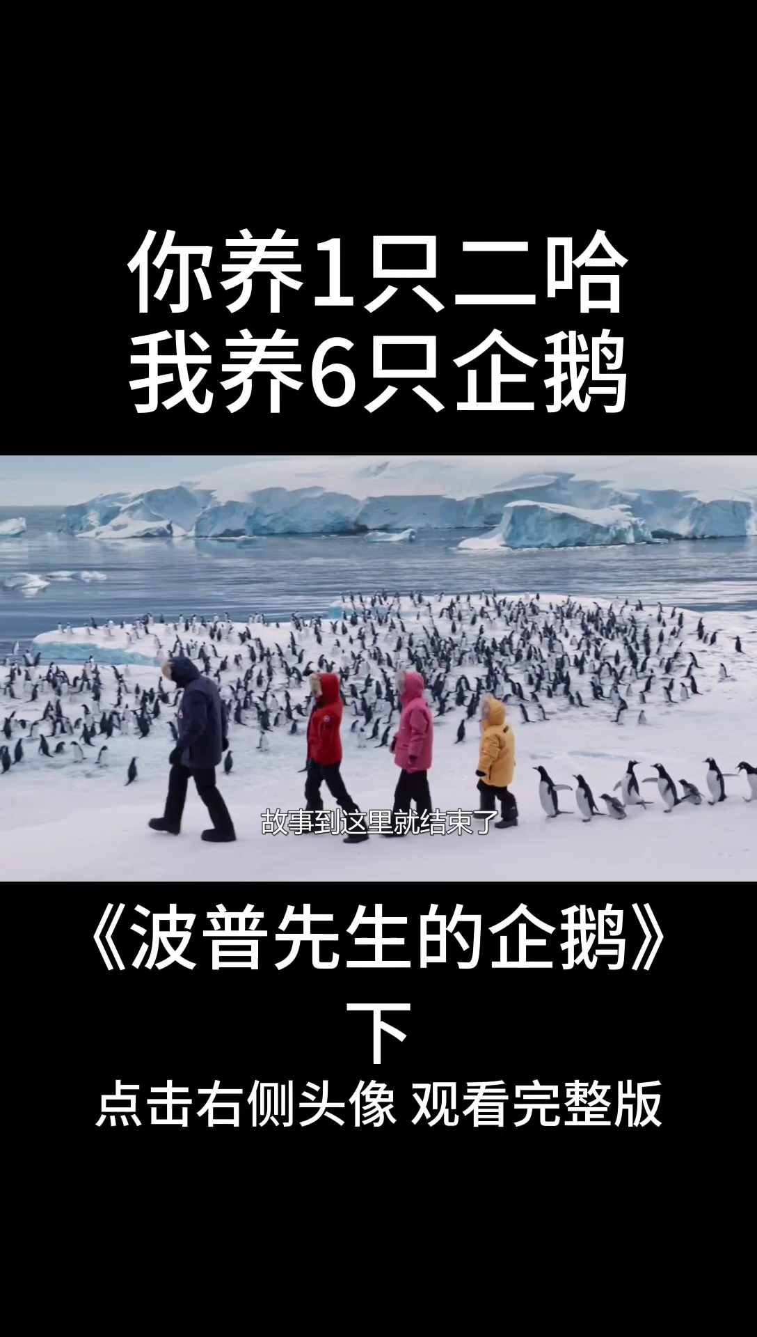 我想用六只企鹅跟你换一只拆家的二哈