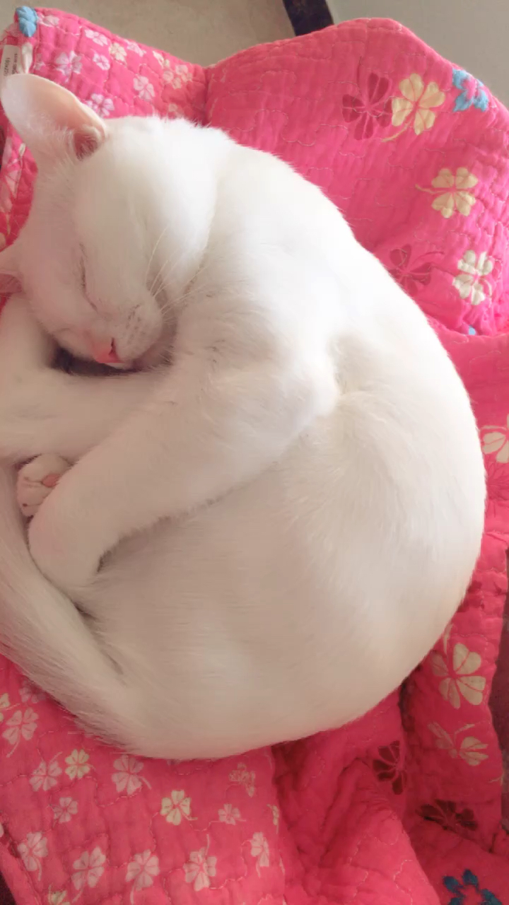 真好看